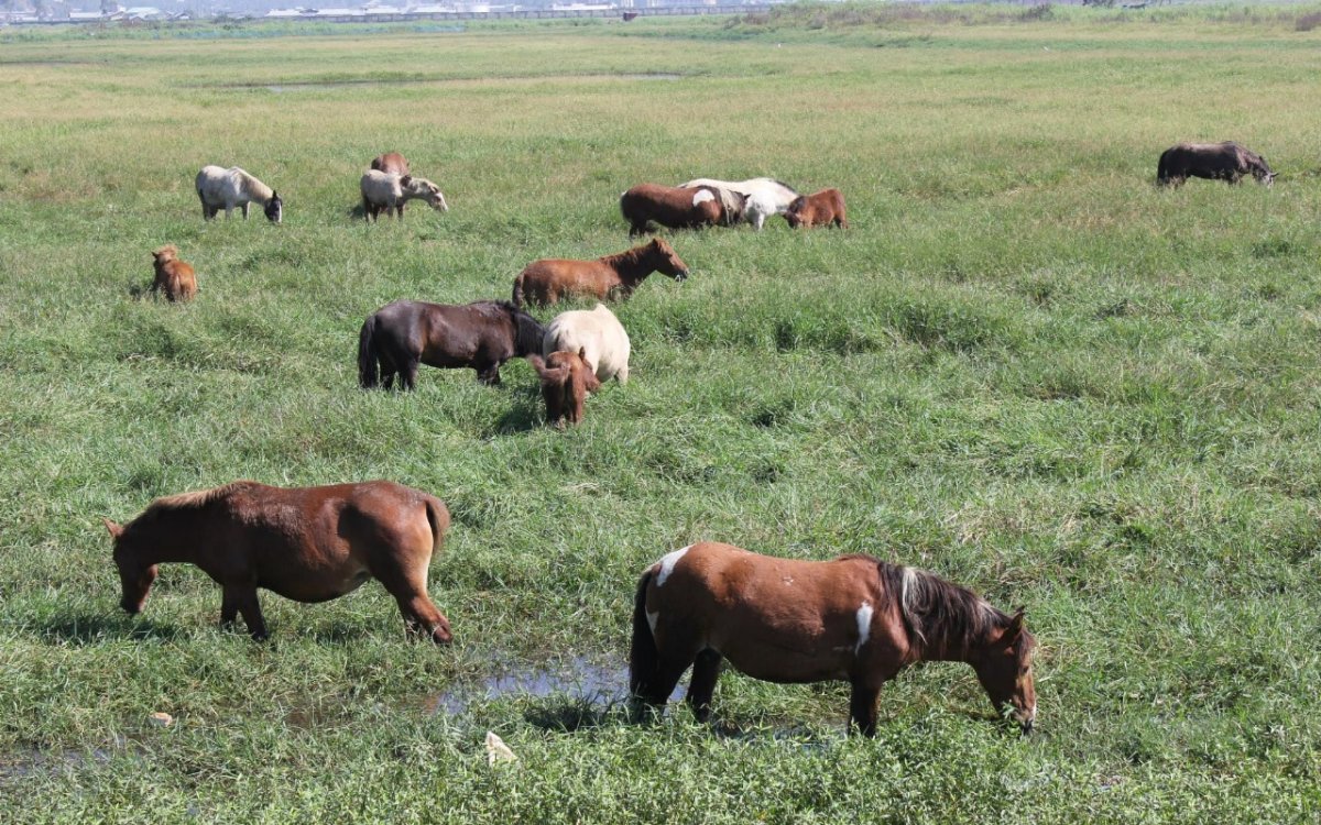 Endangered legacy: Manipur’s original polo ponies race against uncertain future